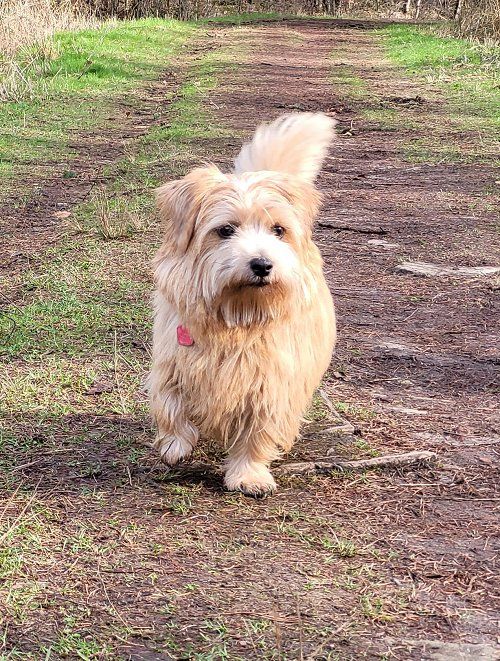 Ein Norfolk Terrier